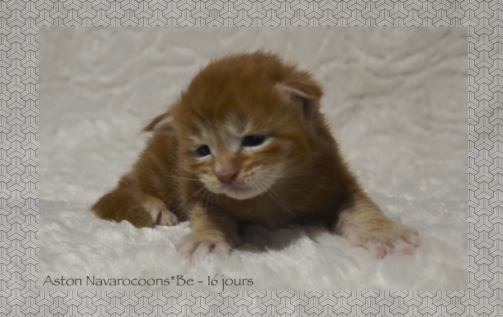 _DSC0055AAk