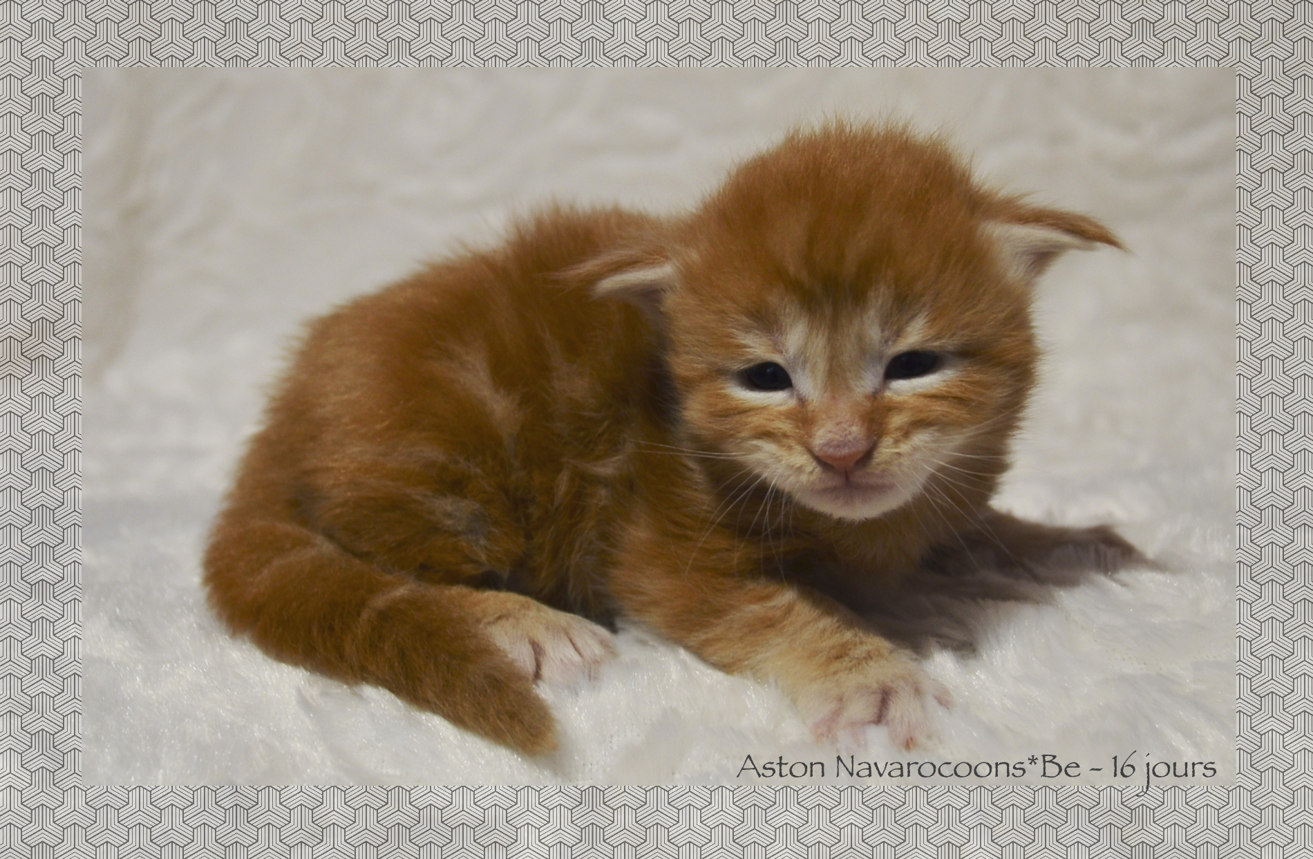 _DSC0060AAk