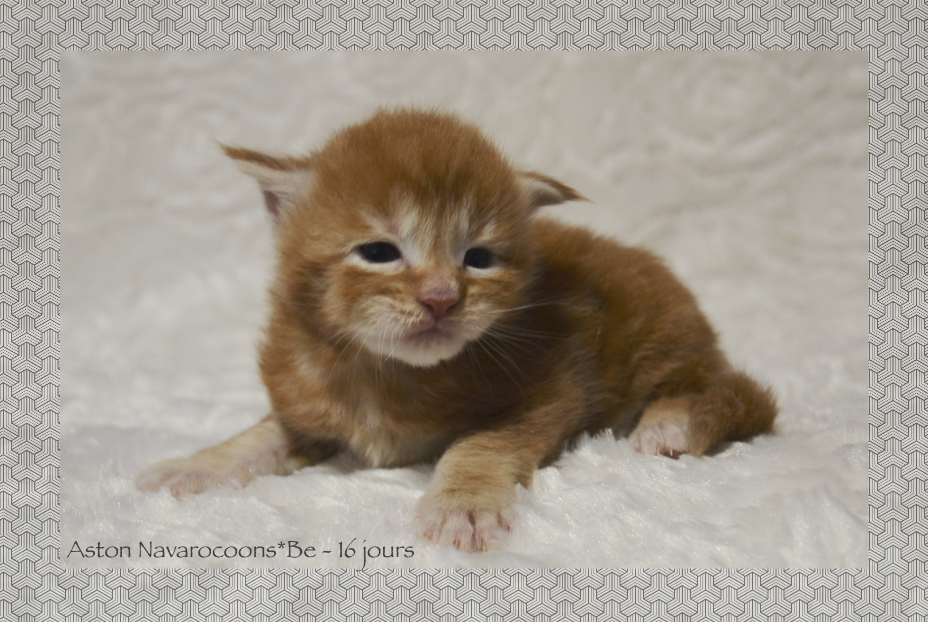_DSC0062AAk