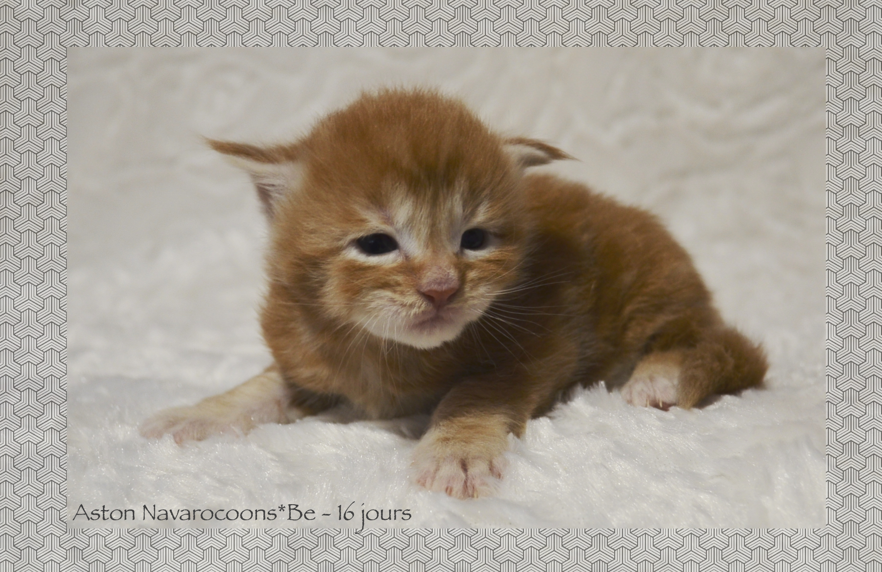 _DSC0063AAk