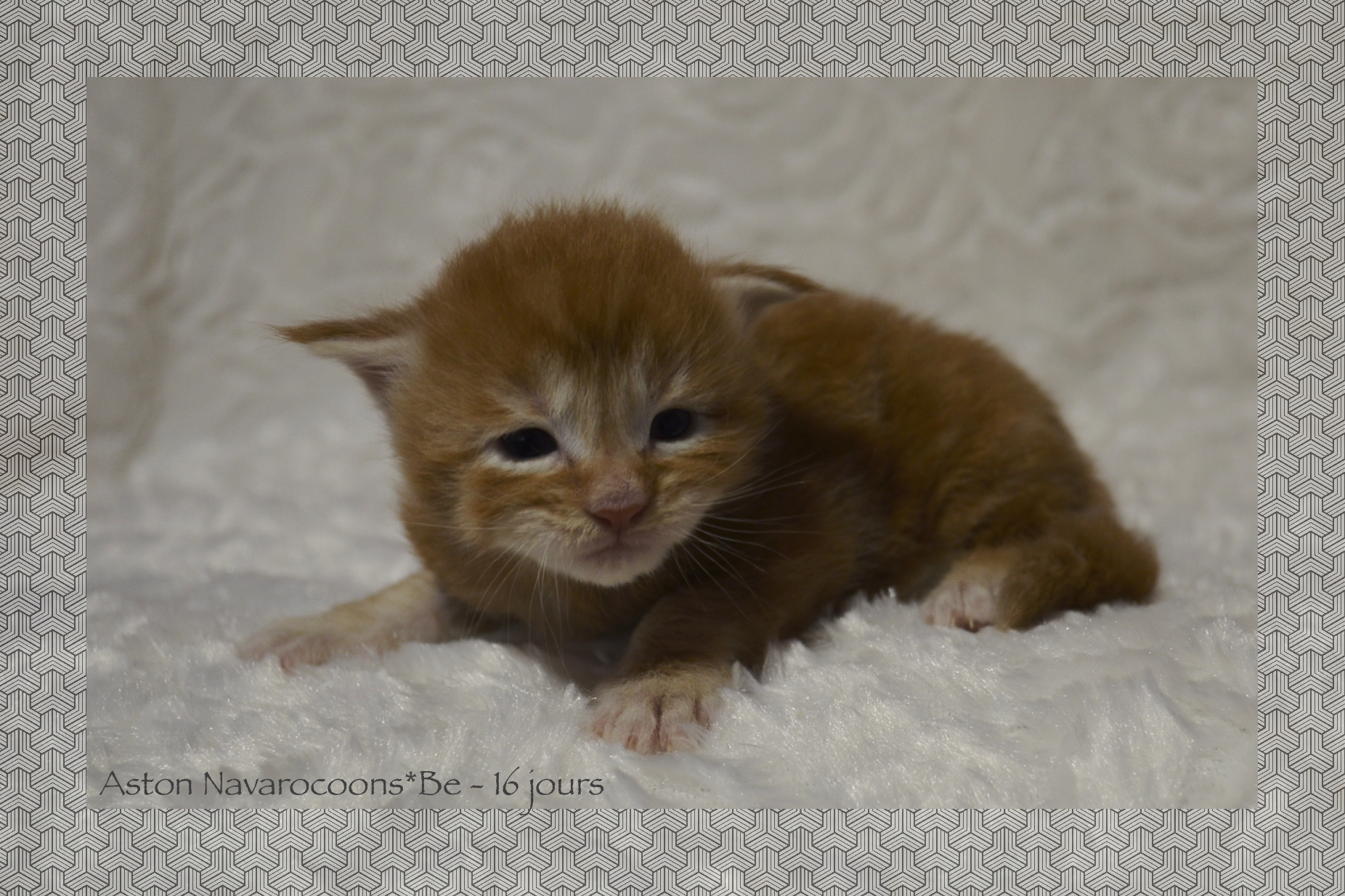 _DSC0064AAk