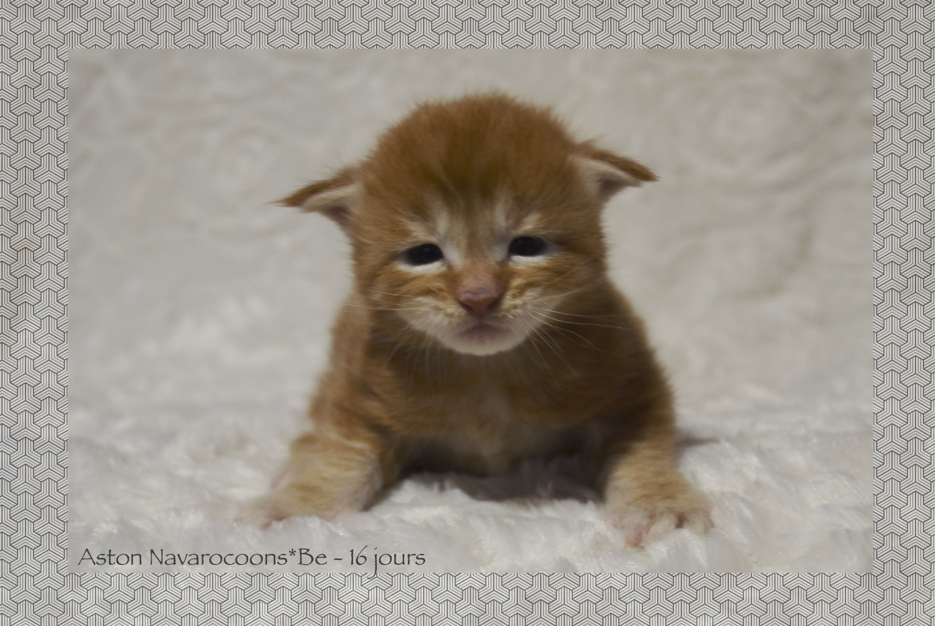 _DSC0074AAk